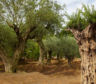 スペイン産オリーブ古木
